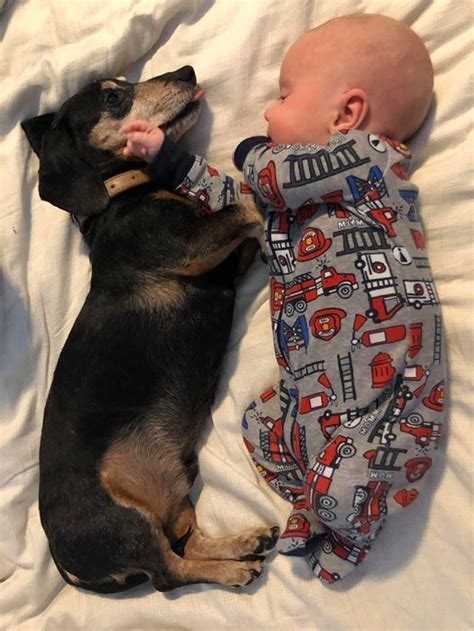 Super Cute A Doxie Dog Puppy And A Baby Sleeping In 2020 Funny