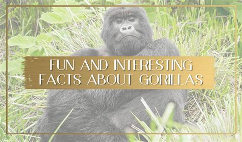 Fun And Interesting Facts About Gorillas You May Not Know