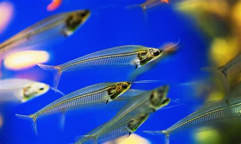 10 Freshwater Aquarium Catfish Species