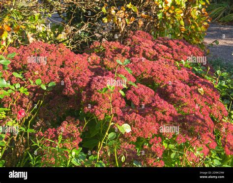 Sedum Herbstfreude Autumn Joy Adding Colour To The Borders Stock Photo