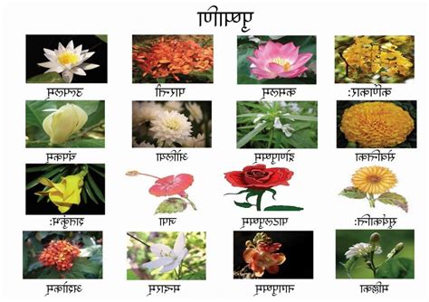 We did not find results for: Sanskrit names of flowers with photos