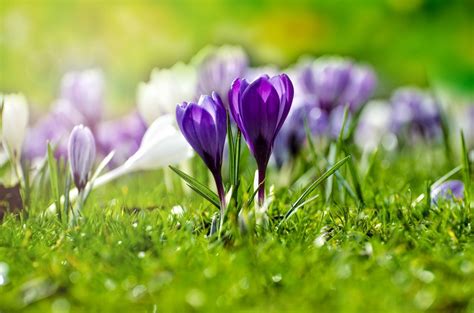 Search for your perfect free spring flowers vector graphics through millions of free images from all over the internet. Free Images : nature, grass, outdoor, blossom, field, lawn ...