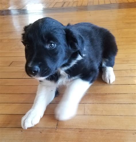 Reignon border collies is not currently accepting new applications for puppies. Border Collie Puppies For Sale | Minden City, MI #274774