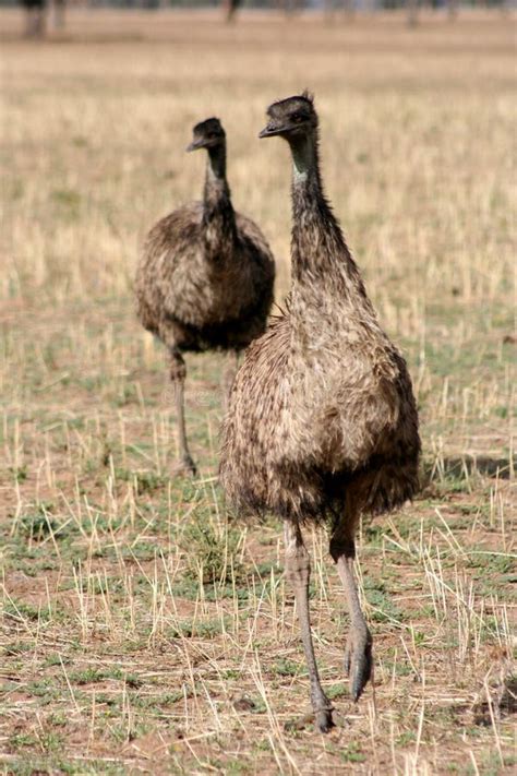 Outback Emus Stock Photo Image Of South Color Photograph 10446586