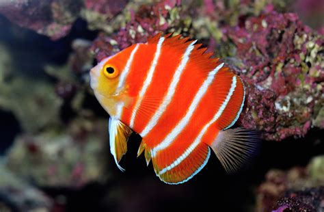 The Peppermint Angelfish That Won The World Over Reef Builders The