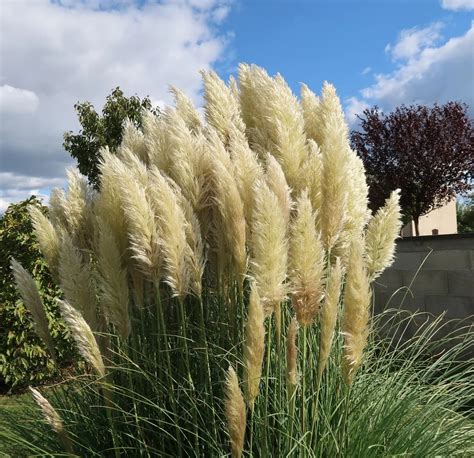 Pampas Grass Pruning Learn How And When To Cut Back Pampas Grass