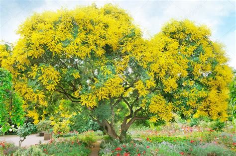 Per godere della loro bellezza e del loro profumo a tutte le ore del giorno e della. Albero con fiori gialli — Foto Stock © Alinamd #42575871