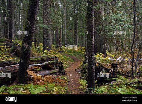 Old Growth Forest And Trail In Fall Kootenai National Forest In The