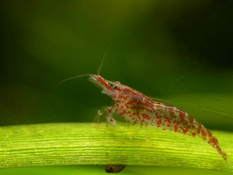 Introduction To Freshwater Crabs Shrimps The Fishroom