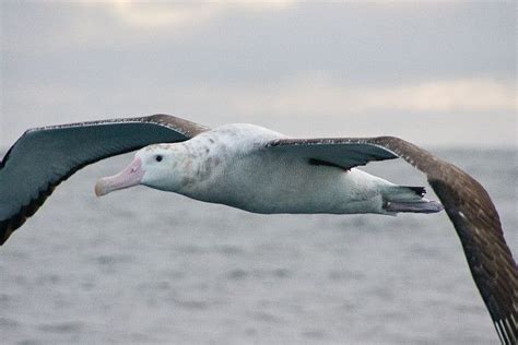 Wandering Albatross Penguin Species Southern Ocean Nature Animals