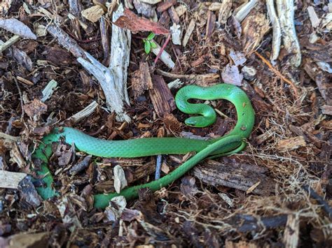Smooth Green Snake Why Protecting And Maintaining Critical Habitat In