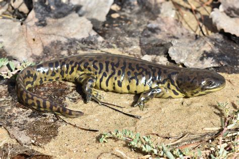 Ambystoma Mavortium The Barred Tiger Salamander Or Western