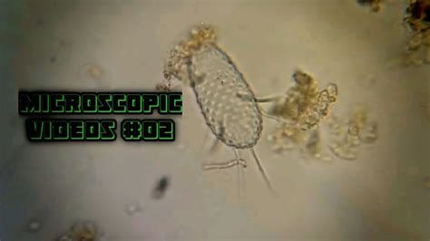 Microscopic Videos02 Stock Water Under Microscope Youtube