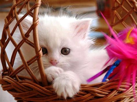 Cats Are So Cute Cats Photo 37462990 Fanpop