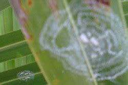 Find titan pest control inc and other pest control, exterminating & fumigating. Important Pest Notice - Spiraling Whitefly - Universal ...