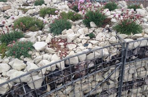 Coastal Plants Planted In A Gabion Wall Filled With Chalk And Flints