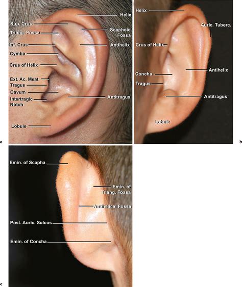 Posterior Ear Anatomy Anatomy Drawing Diagram