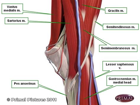 Pes Anserine Bursitis Anatomy