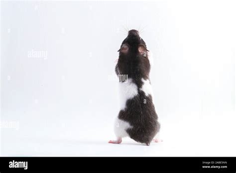 Syrian Hamster Isolated On A White Background Stock Photo Alamy