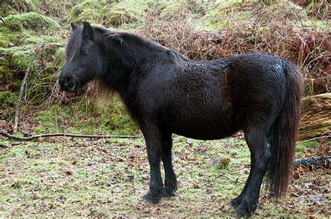 Dartmoor Pony Info, Origin, History, Pictures