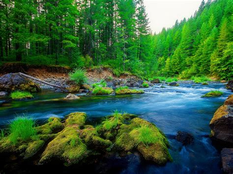 Green Pine Forest River Rock Beautiful Nature Hd Wallpaper