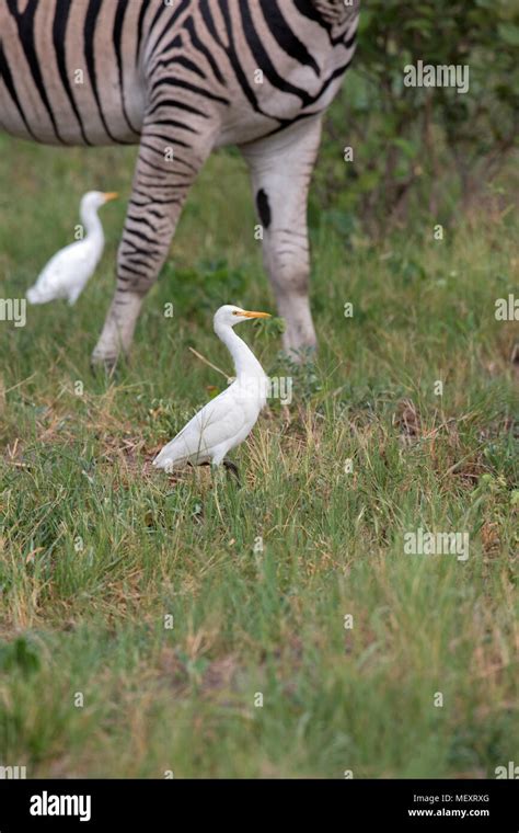 Cattle Egrets Ardeola Ibis Following A Grazing Zebra Equus Quagga