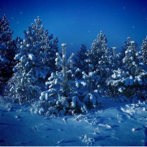 Nature Forest Night Snow Scene Ipad Wallpapers Free Download