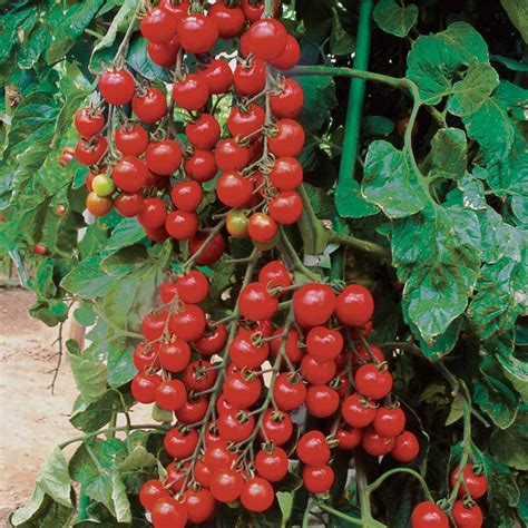 Tomato Suncherry Premium F1 Hybrid Seeds Thompson And Morgan