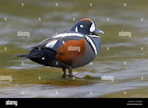 Harlequin Duck Histrionicus Histrionicus Side View Of An Adult Male