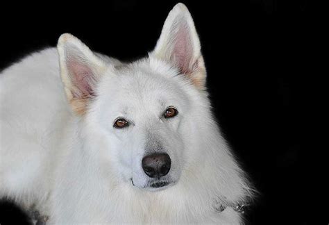 White German Shepherd 10 Things You Might Not Know Your Dog Advisor