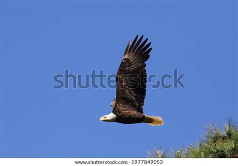 American Bald Eagle Flight Stock Photo 1977849053 Shutterstock
