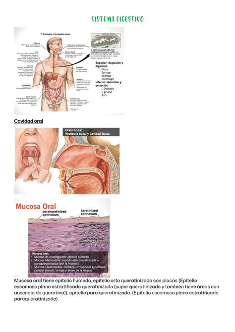 Cavidad ORAL Diapos histo Cavidad oral Mucosa oral tiene epitelio húmedo epitelio orto