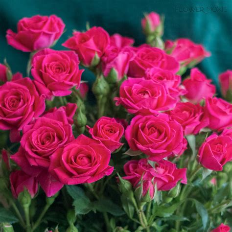 Deep Pink Spray Rose Flower Diy Wedding Flowers Flower Moxie