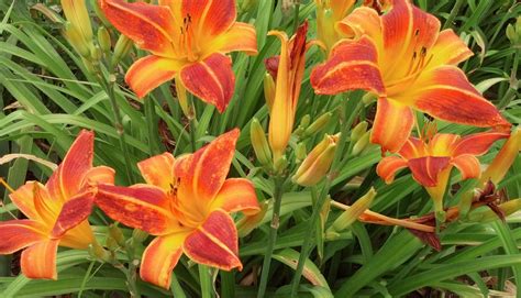 Orange Vols Daylily For A Bright Spot In The Garden Daylily Garden