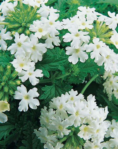 Verbena Lanai White Blush Heat And Drought Tolerant Deadheading