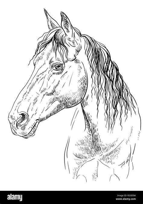 Horse Head Profile Outline