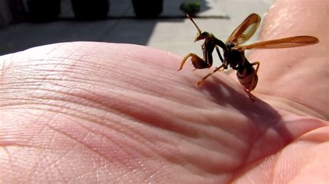 Strange Creature Looks Like Part Praying Mantis And Part Wasp
