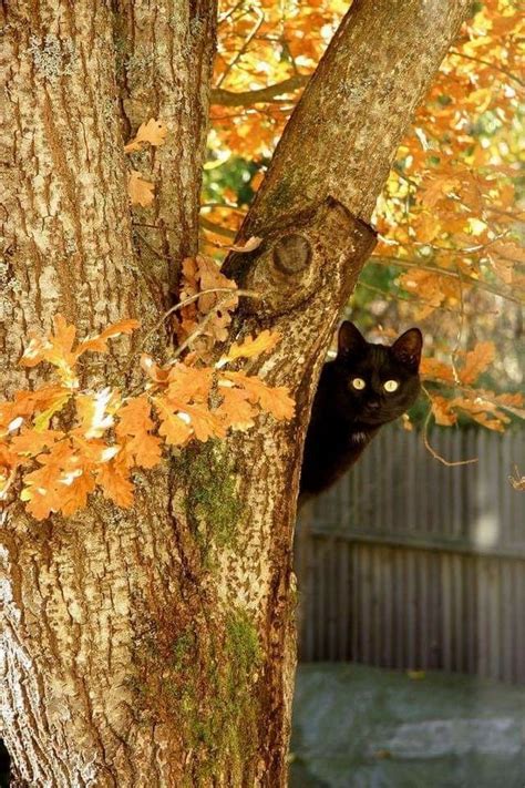 Pin By Kathy Richard On Autumnfall Cats Black Cat Crazy Cats
