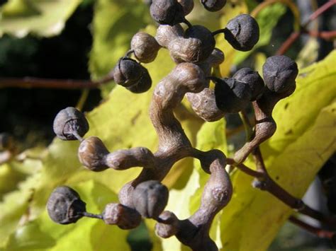 It's the stalk of the fruit that has numerous benefits, often eaten and is used in many herbal remedies throughout asia. JAPANESE RAISIN_Hovenia dulcis | Fruitipedia