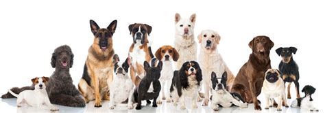 In den usa wurde die winzige rasse zu einem beliebten schoßhund für. Yorkshire Terrier Lebenserwartung, Lebensdauer