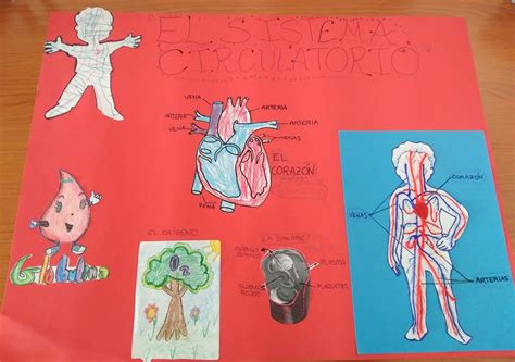 Como Explicar El Sistema Circulatorio A Un Niño De 4 Años