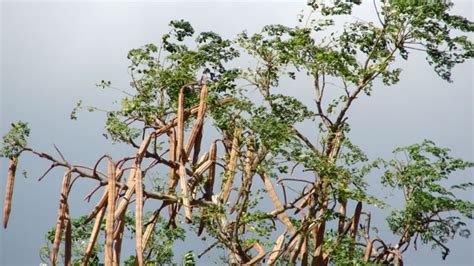 Moringa El árbol De La Vida Que Crece En Yucatán Poresto