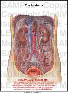 Select from premium abdominal anatomy of the highest quality. Abdominal Retroperitoneal Anatomy Medical Illustration ...