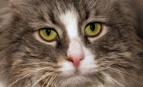 Cat Feline Pet Free Photo On Pixabay Pixabay