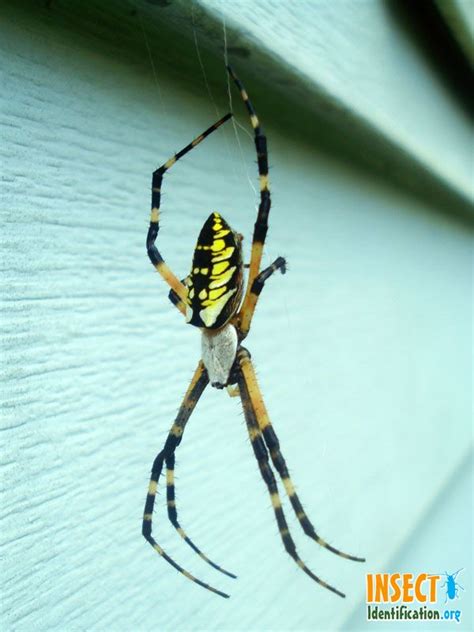 Insect Identification Black And Yellow Garden Spider Garden Spider