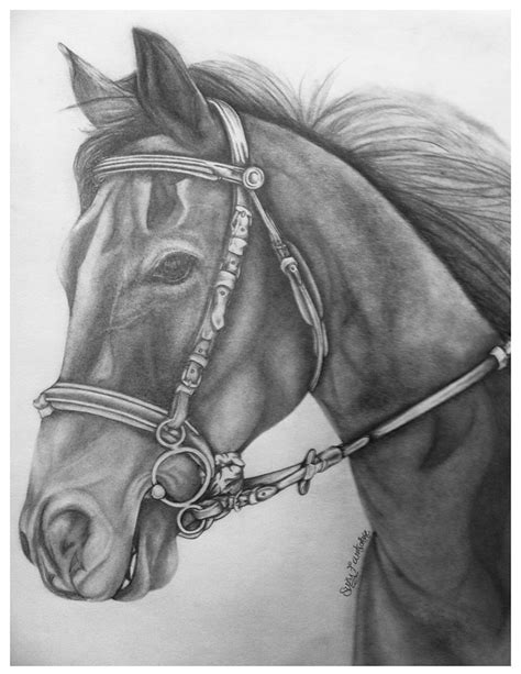 The Horse Portrait Horse Portrait Art Sketches