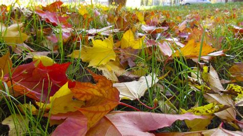 Bright Autumn Leaves On The Ground Stock Image Image Of Ground Grass