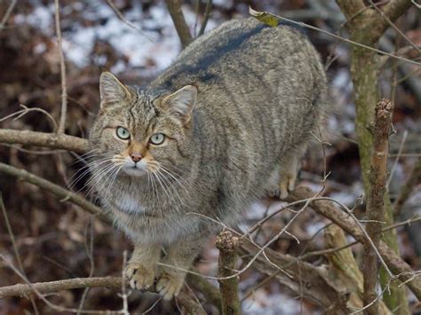 European Wildcat Animal Facts Felis Catus Silvestris A Z Animals