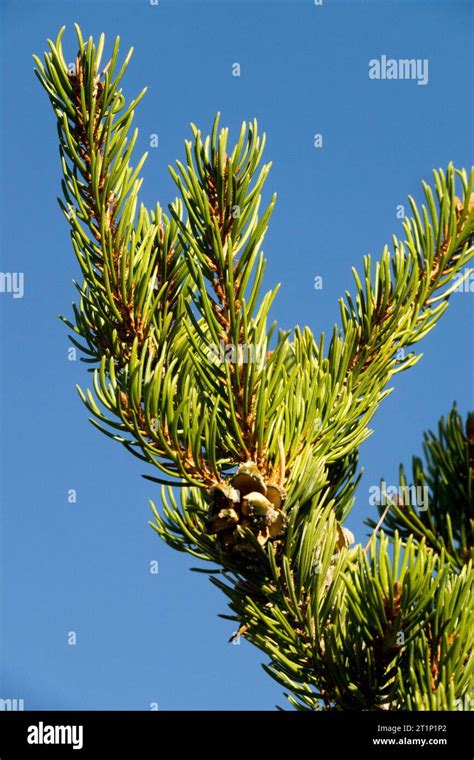 Two Needle Pinon Pine Pinyon Pine Rocky Mountain Pinyon Pine