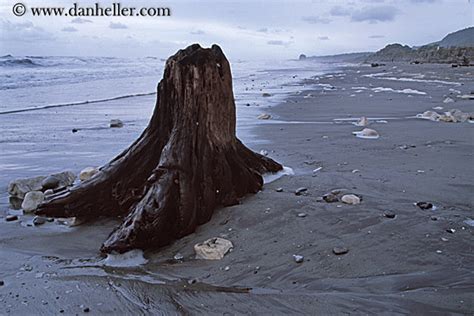 Tree Stump On Beach